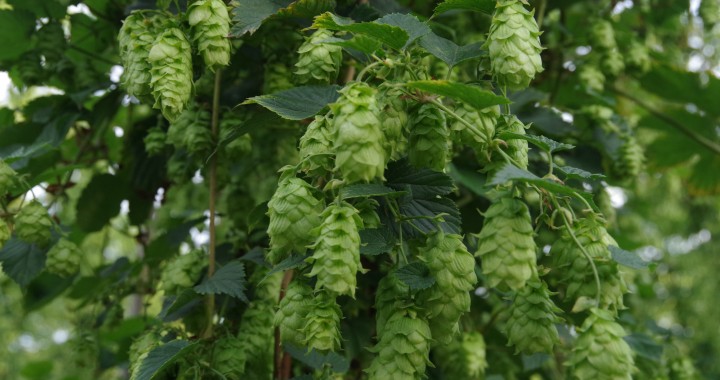 pilgrim hops how they grow and their characteristics