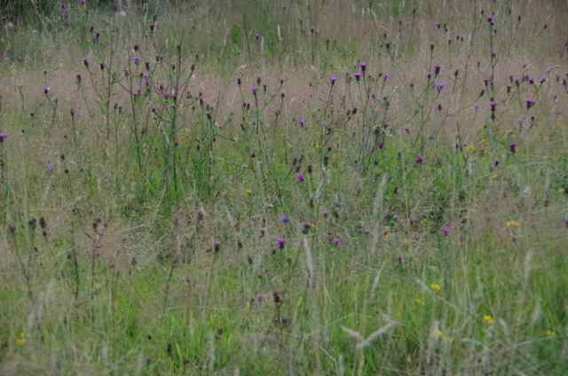 wild flower meadows