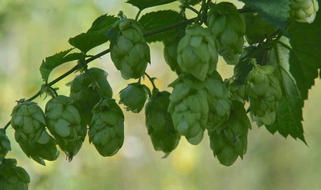 Goldings hop variety for brewing