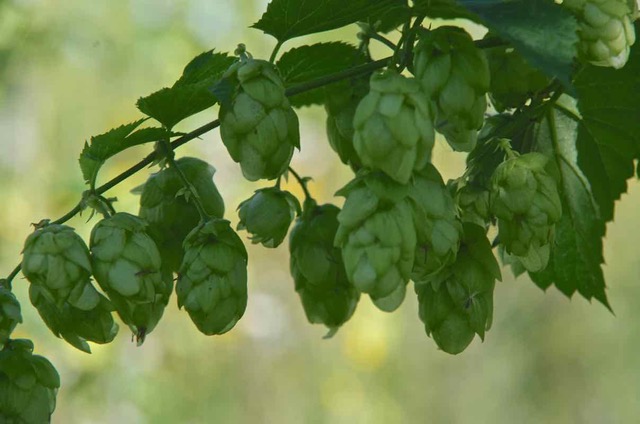 Goldings hop variety for brewing